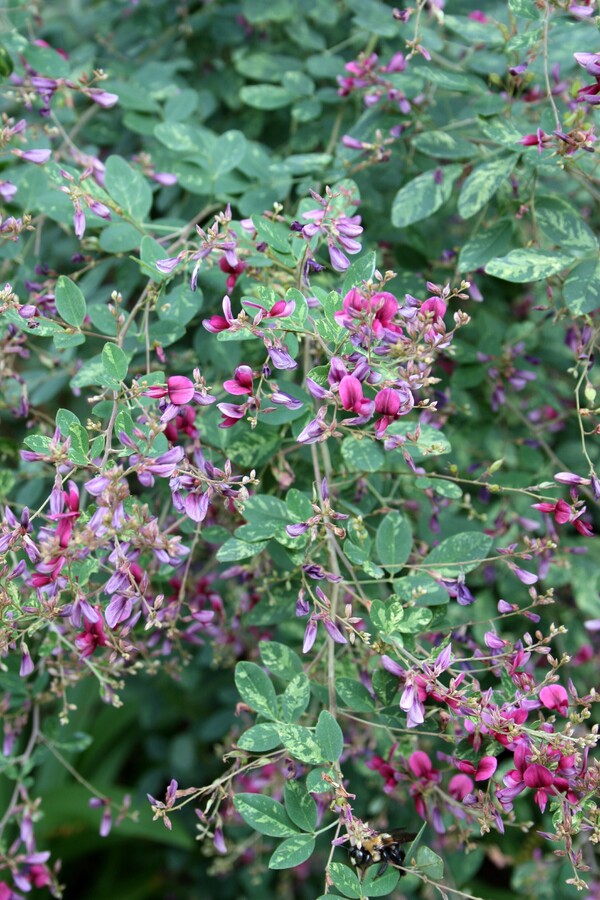 Image of Lespedeza thunbergii 'Spilt Milk' taken at Juniper Level Botanic Gdn, NC by JLBG