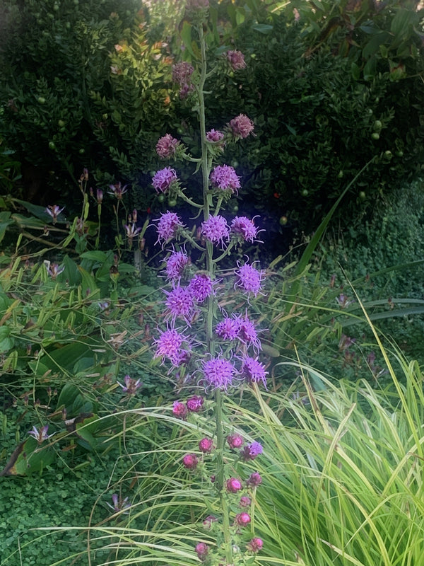 Image of Liatris aspera 'Bastrop' taken at Juniper Level Botanic Gdn, NC by C. Hardison