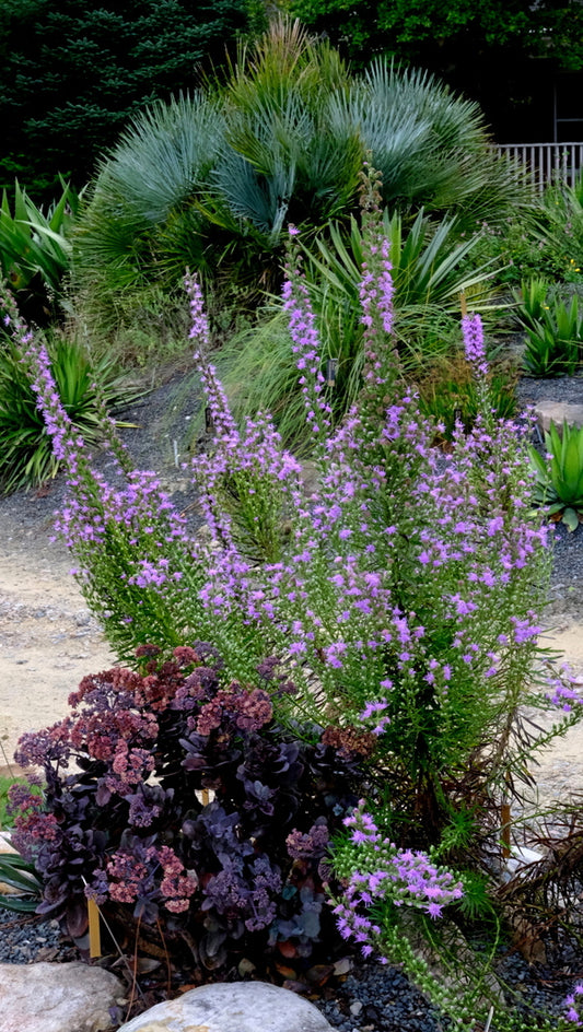 Image of Liatris pilosa 'Buckhorn Beauty' taken at Juniper Level Botanic Gdn, NC by JLBG
