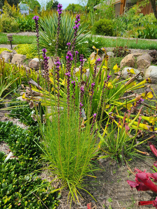 Image of Liatris resinosa 'American Voices' taken at Juniper Level Botanic Gdn, NC by JLBG
