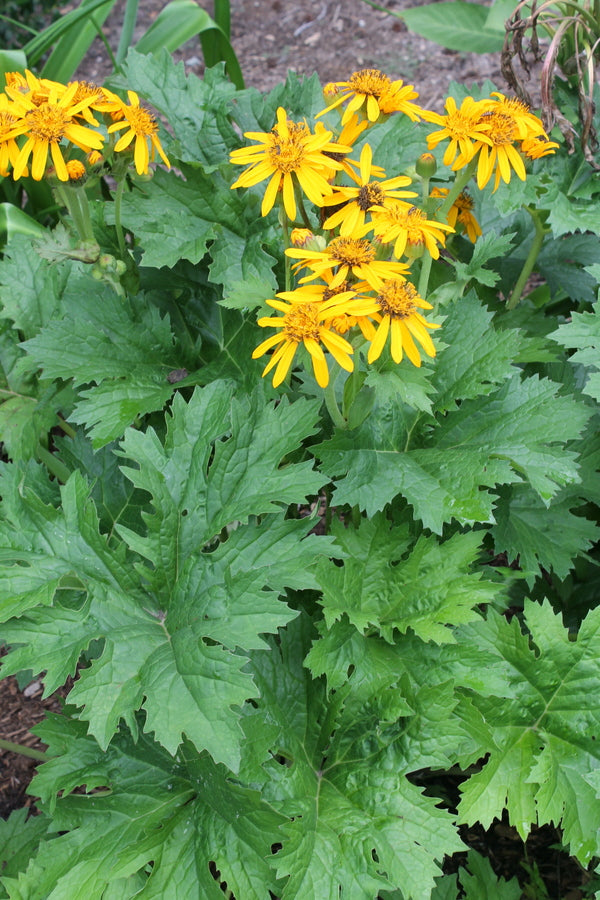 Image of Ligularia 'Hey, Mr. Wilson' taken at Juniper Level Botanic Gdn, NC by JLBG