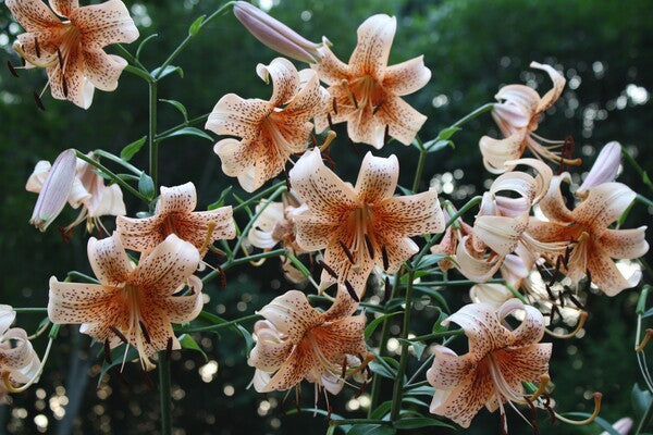 Image of Lilium 'Tiger Babies' taken at Juniper Level Botanic Gdn, NC by JLBG