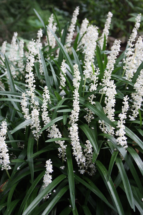 Image of Liriope muscari 'Monroe White' taken at Juniper Level Botanic Gdn, NC by JLBG
