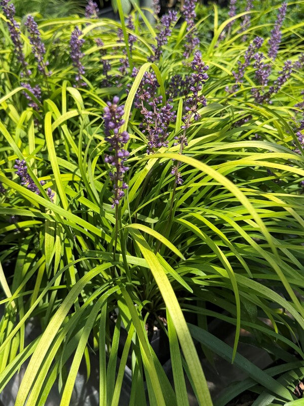 Image of Liriope muscari 'Peedee Ingot' taken at Juniper Level Botanic Gdn, NC by C. Hardison