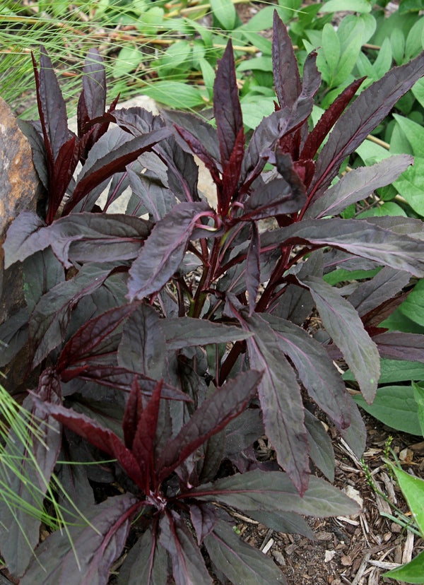 Image of Lobelia cardinalis 'Black Truffle' PP 25,687