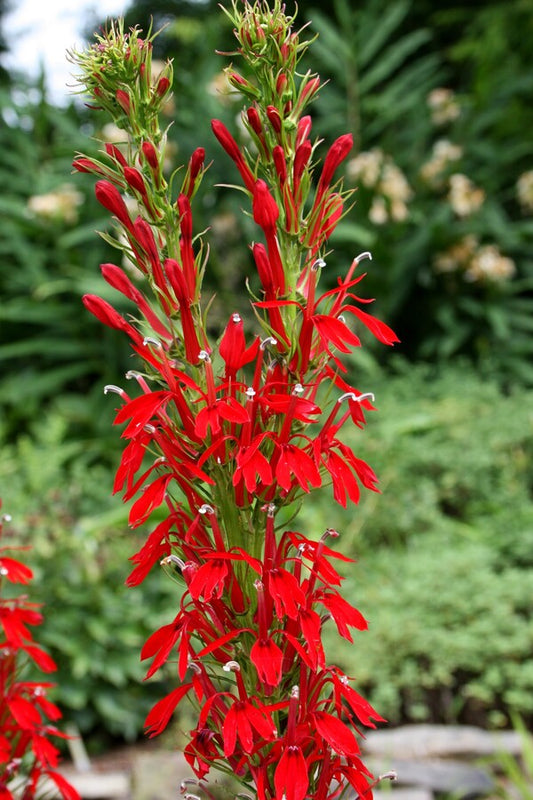 Image of Lobelia cardinalis taken at Juniper Level Botanic Gdn, NC by JLBG