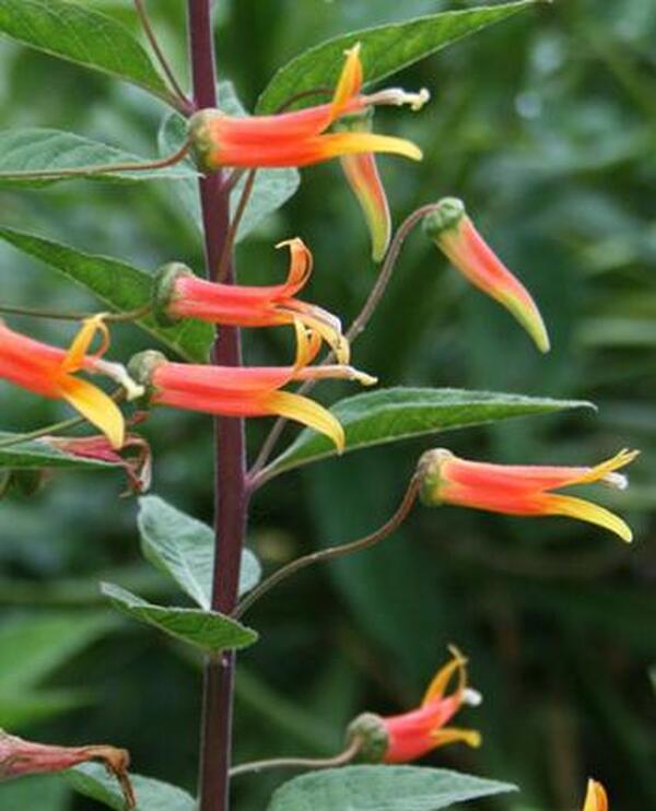 Image of Lobelia laxiflora 'Candy Corn' taken at Juniper Level Botanic Gdn, NC by JLBG