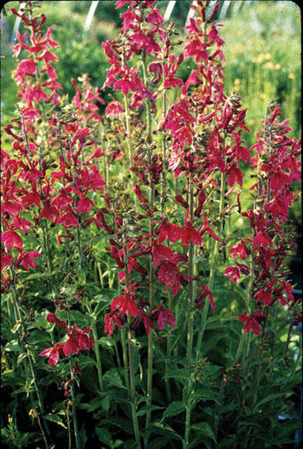 Image of Lobelia x speciosa 'Compliment Deep Red' taken at Juniper Level Botanic Gdn, NC by JLBG