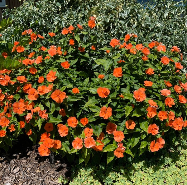 Image of Lychnis 'Orange Sherbet' taken at Juniper Level Botanic Garden, Raleigh NC by Lidia Churakova