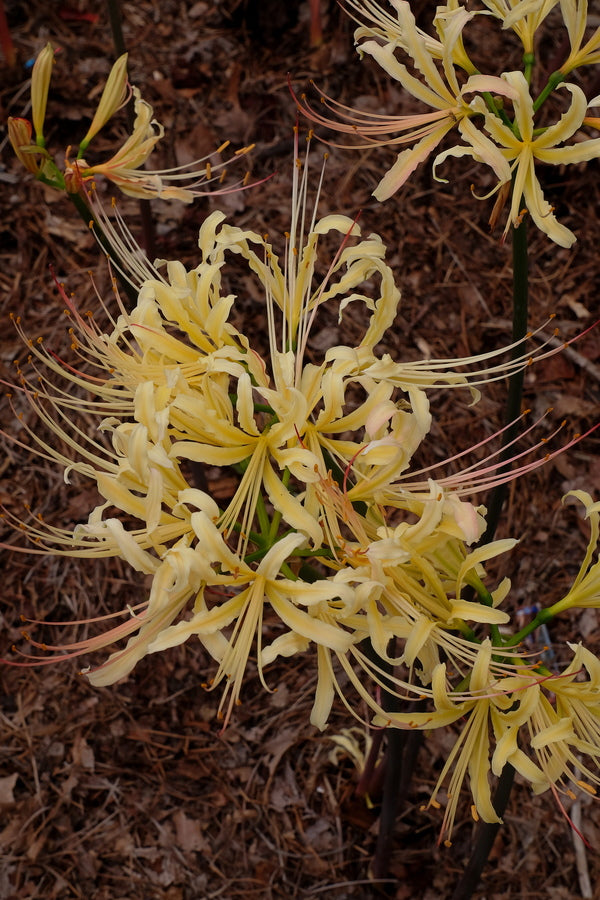Image of Lycoris x albiflora 'Yellow Swallowtail' taken at Juniper Level Botanic Gdn, NC by JLBG