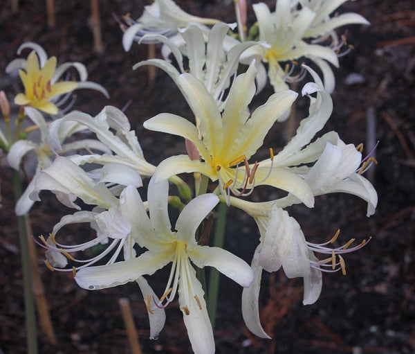 Image of Lycoris x caldwellii 'Eye Scream' taken at Juniper Level Botanic Gdn, NC by JLBG