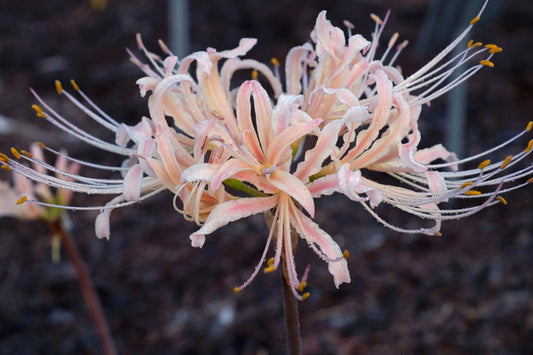 Image of Lycoris x elsiae 'Autumnal Streaker' taken at Juniper Level Botanic Gdn, NC by JLBG