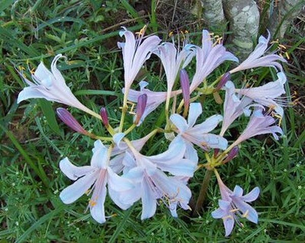 Image of Lycoris x incarnata 'Blue Pearl' taken at G. Melcher Gdn, LA by G. Melcher