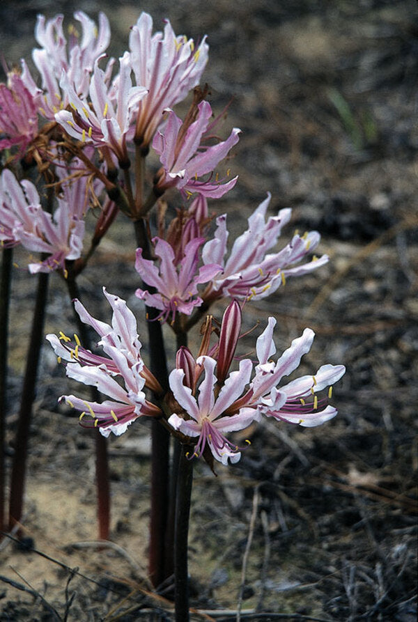 Image of Lycoris x incarnata 'Peppermint'  taken at G. Grant Gdn, TX