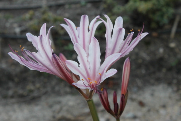 Image of Lycoris x incarnata 'Peppermint'  taken at Juniper Level Botanic Gdn, NC by JLBG
