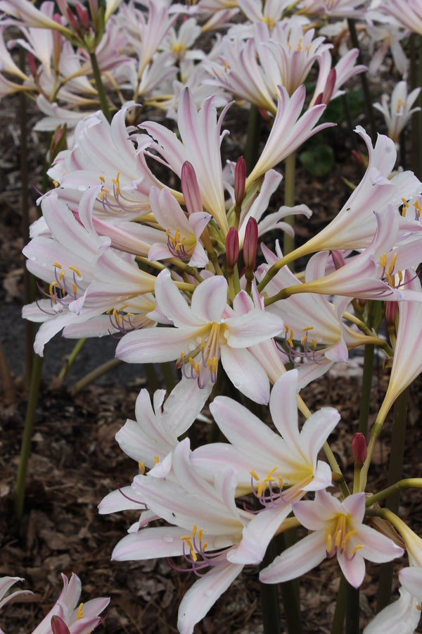 Image of Lycoris x incarnata 'Stargazer' taken at Juniper Level Botanic Gdn, NC