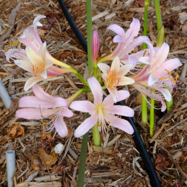 Image of Lycoris x incarniensis 'Summer Sunrise' taken at Juniper Level Botanic Gdn, NC by JLBG