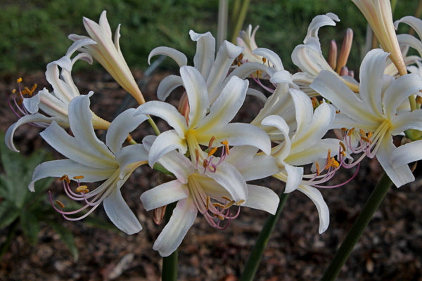 Image of Lycoris x jinzheniae 'Creamsickle' taken at Juniper Level Botanic Gdn, NC by JLBG
