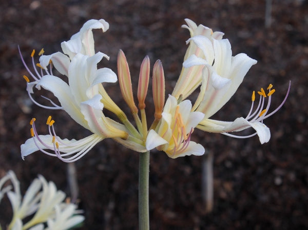 Image of Lycoris x jinzheniae 'Summer Leg Beauty' taken at Juniper Level Botanic Gdn, NC by JLBG