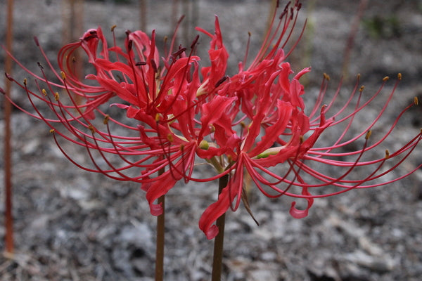 Image of Lycoris radiata var. pumila 'Fourth of July'