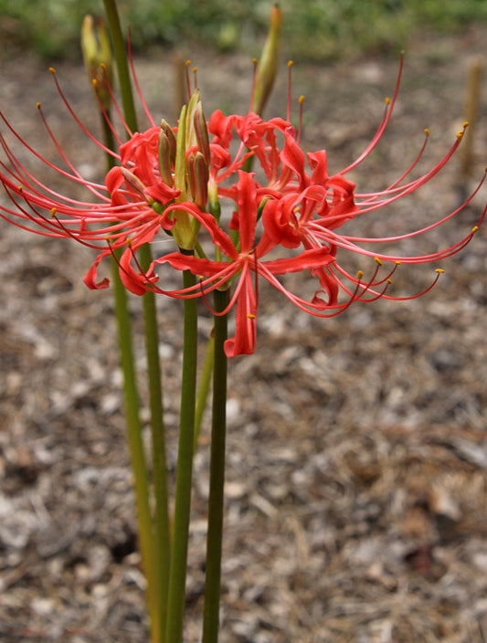 Image of Lycoris radiata var. pumila 'Red China' taken at Juniper Level Botanic Gdn, NC by JLBG