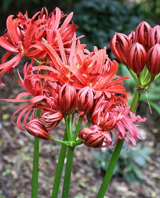 Image of Lycoris radiata var. radiata 'Benikujyaku' taken at Juniper Level Botanic Gdn, NC by JLBG