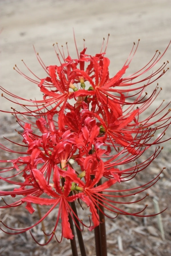 Image of Lycoris radiata var. radiata 'Fire Engine' taken at Juniper Level Botanic Gdn, NC by JLBG