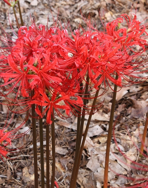Image of Lycoris radiata var. radiata 'Fire Engine' taken at Juniper Level Botanic Gdn, NC by JLBG