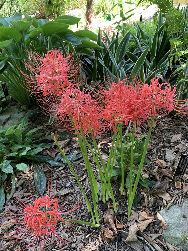 Image of Lycoris radiata var. radiata 'Modern Japanese' taken at Juniper Level Botanic Gdn, NC by Lidia Churakova