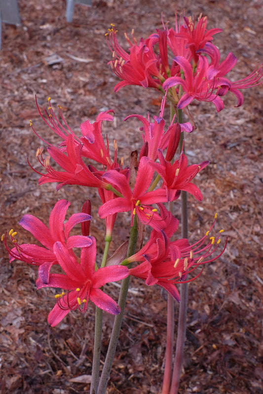 Image of Lycoris x rosea 'Flash Dance'