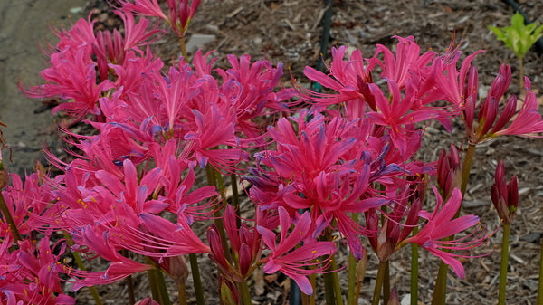 Image of Lycoris x rosea 'Glenn Dale Cherry Charm' taken at Juniper Level Botanic Gdn, NC by JLBG