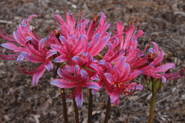 Image of Lycoris x rosea 'Pink-A-Blue' taken at Juniper Level Botanic Gdn, NC by JLBG
