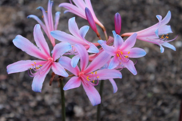 Image of Lycoris sprengeri 'Rhythm and Blues' taken at Juniper Level Botanic Gdn, NC by JLBG