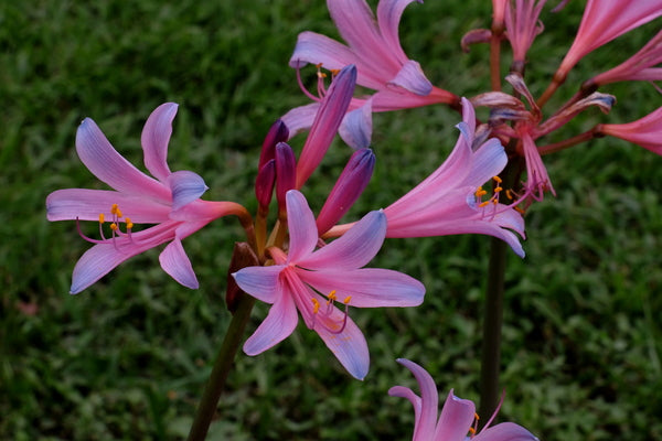 Image of Lycoris sprengeri 'Rhythm and Blues' taken at Juniper Level Botanic Gdn, NC by JLBG