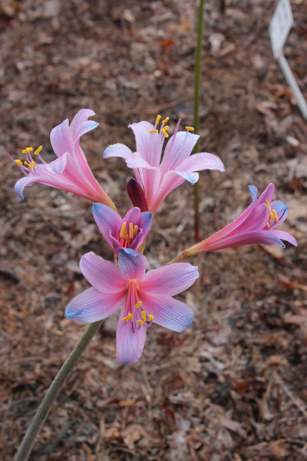 Image of Lycoris sprengeri 'Sweetheart' taken at Juniper Level Botanic Gdn, NC by JLBG