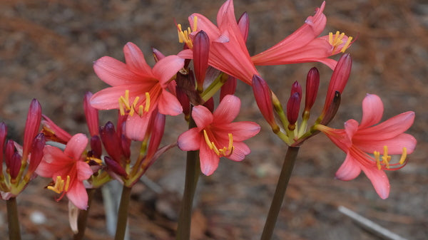 Image of Lycoris x sprenguinea 'Momozono' taken at Juniper Level Botanic Gdn, NC by JLBG