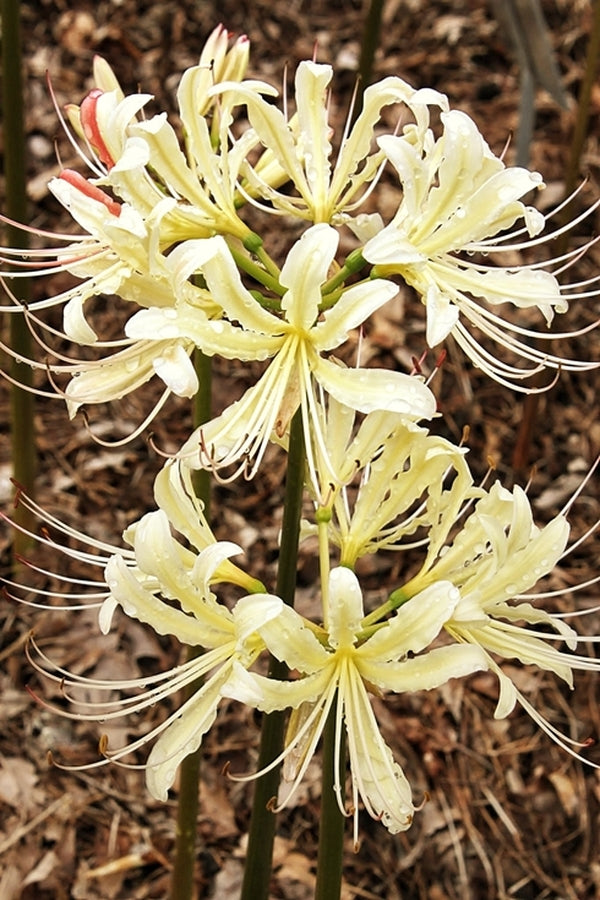 Image of Lycoris x straminea 'Caldwell's Original' taken at Juniper Level Botanic Gdn, NC by JLBG