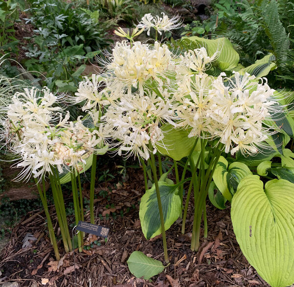Image of Lycoris x straminea 'Caldwell's Original' taken at Juniper Level Botanic Garden, Raleigh NC by Lidia Churakova