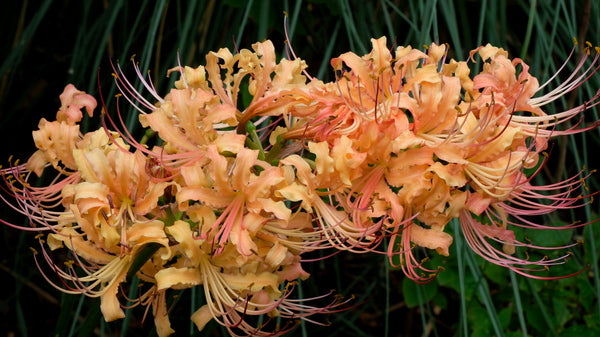 Image of Lycoris x straminea 'Gennen' taken at Juniper Level Botanic Gdn, NC by JLBG