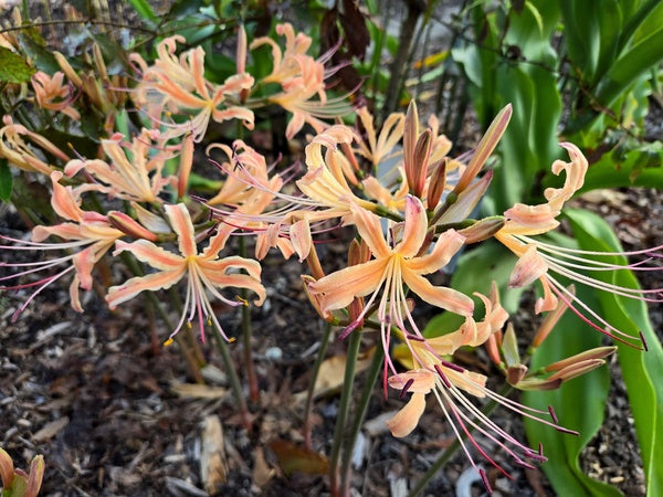 Image of Lycoris x straminea 'Koukei' taken at Juniper Level Botanic Gdn, NC by JLBG