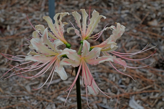 Image of Lycoris x straminea 'Peach Swirl' taken at Juniper Level Botanic Gdn, NC by JLBG