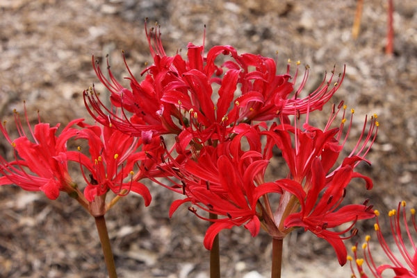 Image of Lycoris x straminea 'Red Hot Lover' taken at Juniper Level Botanic Gdn, NC by JLBG