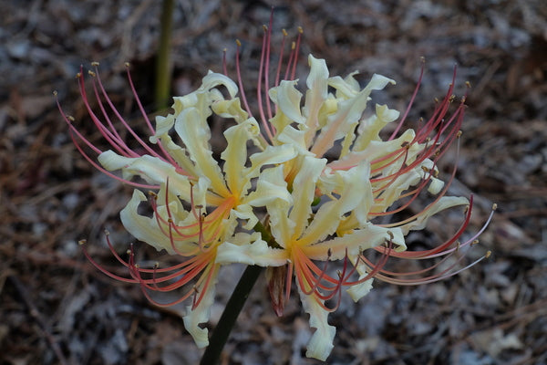 Image of Lycoris x straminea 'Ring of Gold' taken at Juniper Level Botanic Gdn, NC by JLBG