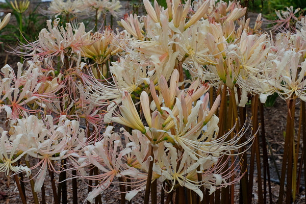 Image of Lycoris x straminea 'Strawberry Lemonade'