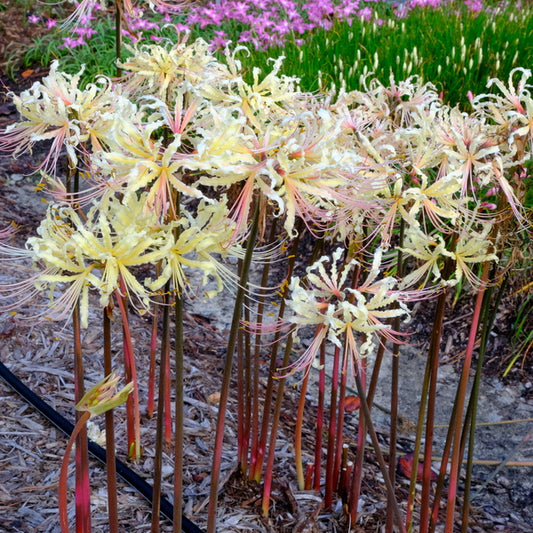 Image of Lycoris x straminea 'Yellow Streamers' taken at Juniper Level Botanic Gdn, NC by JLBG