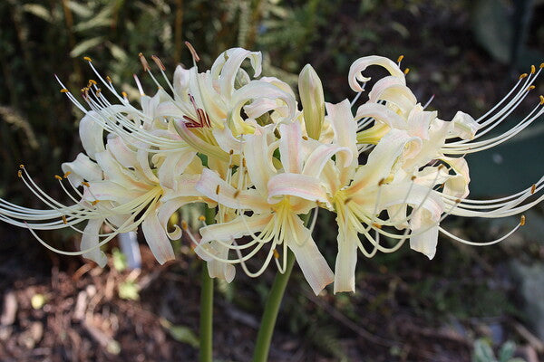 Image of Lycoris x traubiata 'Buttermint' taken at Juniper Level Botanic Gdn, NC by JLBG