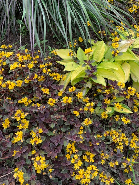 Image of Lysimachia congestiflora 'Persian Chocolate' taken at Juniper Level Botanic Gdn, NC by Lidia Churakova