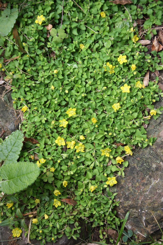 Image of Lysimachia japonica 'Minutissima' taken at Watnong Gdn, NJ by T. Avent
