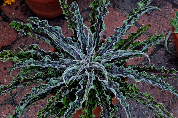 Image of Manfreda undulata 'Mint Chocolate Chip' PP 29,343 taken at Juniper Level Botanic Gdn, NC by JLBG