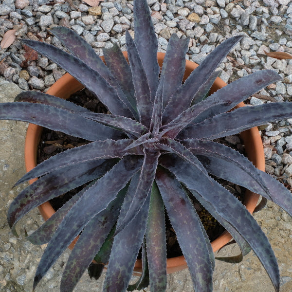 Image of Mangave 'Black Magic' PP 34,692 taken at Juniper Level Botanic Gdn, NC by JLBG